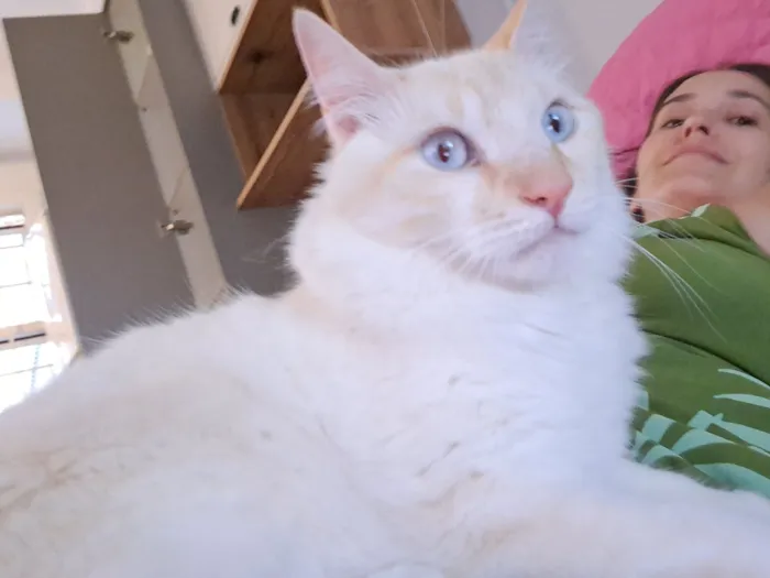 Gato raça Angorá idade 4 anos nome Branco 