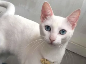 Gato raça SRD-ViraLata idade 1 ano nome Berenice 