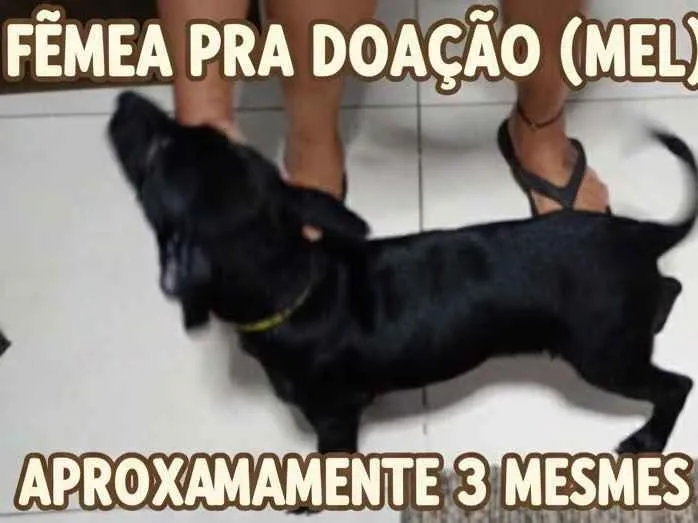 Cachorro raça SRD-ViraLata idade 7 a 11 meses nome Mel