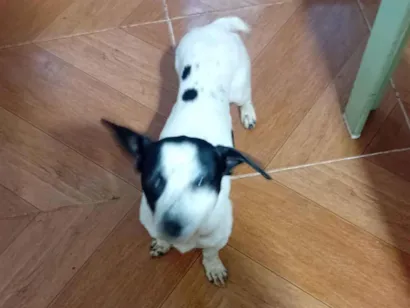 Cachorro raça SRD-ViraLata idade 2 anos nome Pipoca