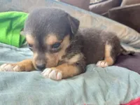Cachorro raça SRD-ViraLata idade Abaixo de 2 meses nome Beijinho