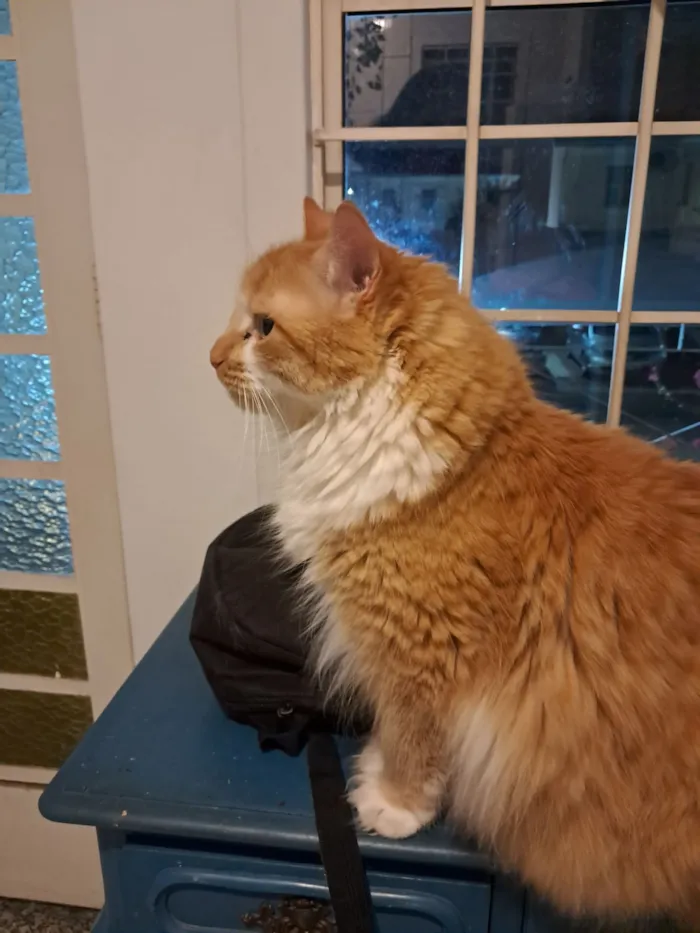 Gato raça Angorá idade 4 anos nome Amarelo