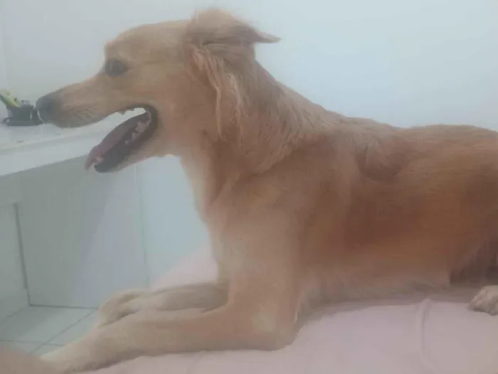 Cachorro raça SRD-ViraLata idade 6 ou mais anos nome Maia