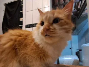 Gato raça Angorá idade 4 anos nome Amarelo