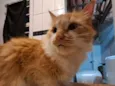 Gato raça Angorá idade 4 anos nome Amarelo