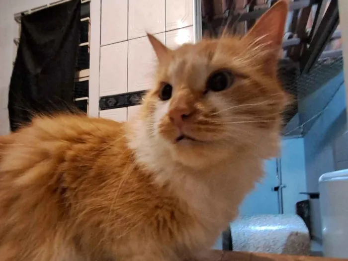 Gato raça Angorá idade 4 anos nome Amarelo
