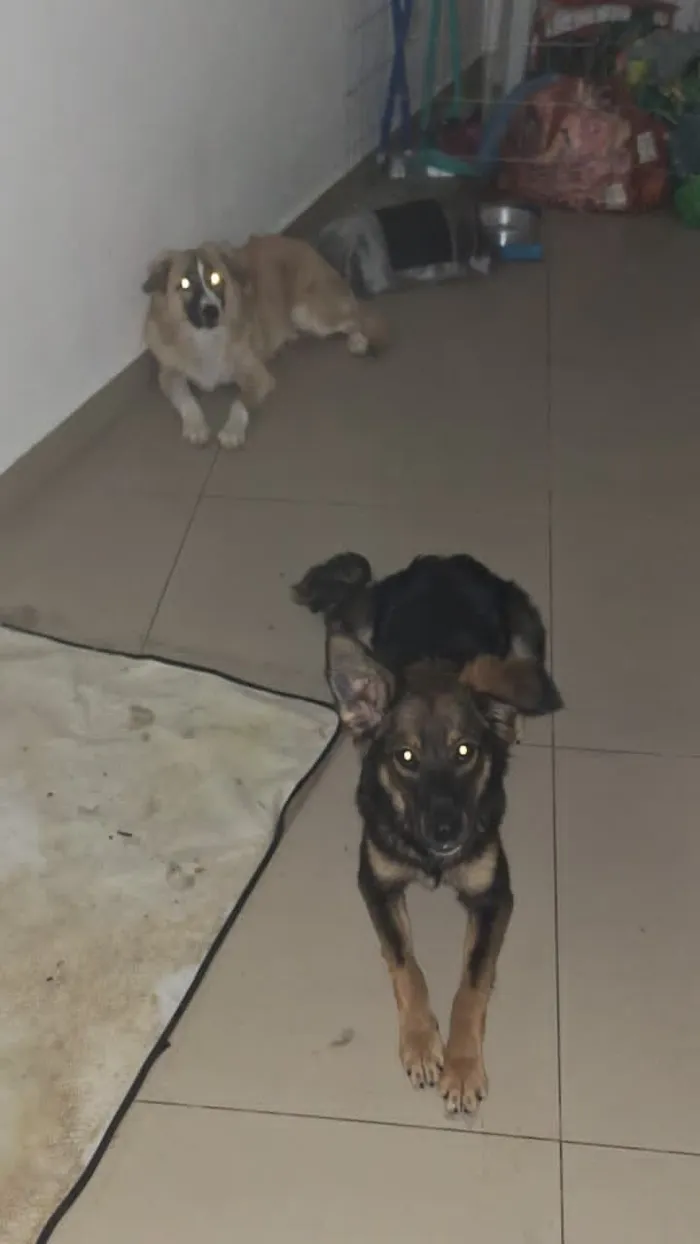 Cachorro raça SRD-ViraLata idade 7 a 11 meses nome Kairo