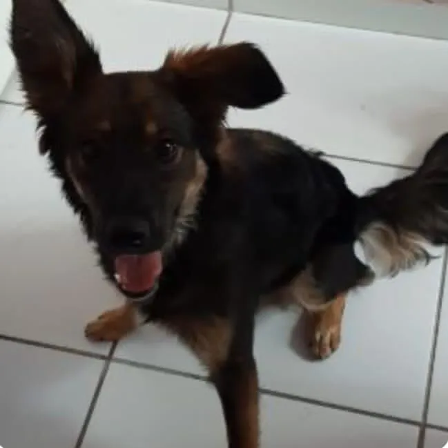 Cachorro raça SRD-ViraLata idade 7 a 11 meses nome Kairo