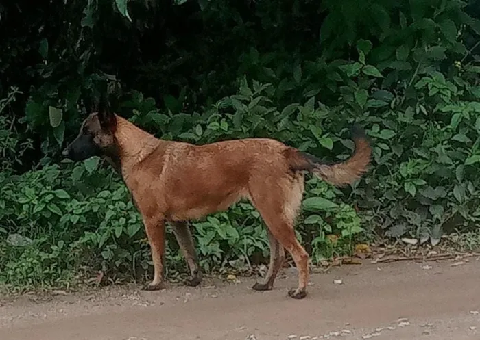 Cachorro raça SRD-ViraLata idade 2 anos nome sem nome definido