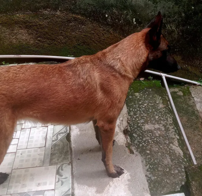 Cachorro raça SRD-ViraLata idade 2 anos nome sem nome definido