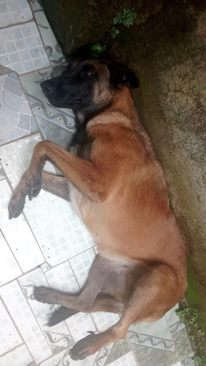 Cachorro raça SRD-ViraLata idade 2 anos nome sem nome definido