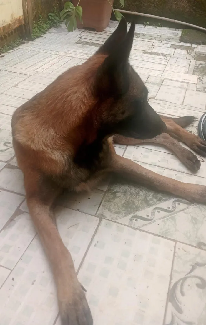 Cachorro raça SRD-ViraLata idade 2 anos nome sem nome definido