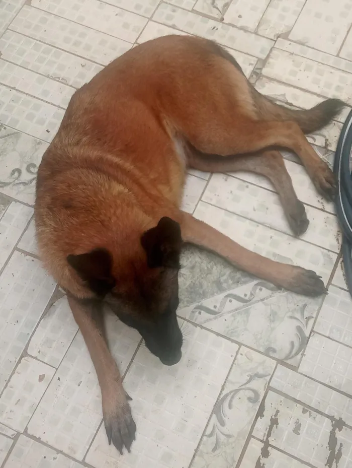 Cachorro raça SRD-ViraLata idade 2 anos nome sem nome definido