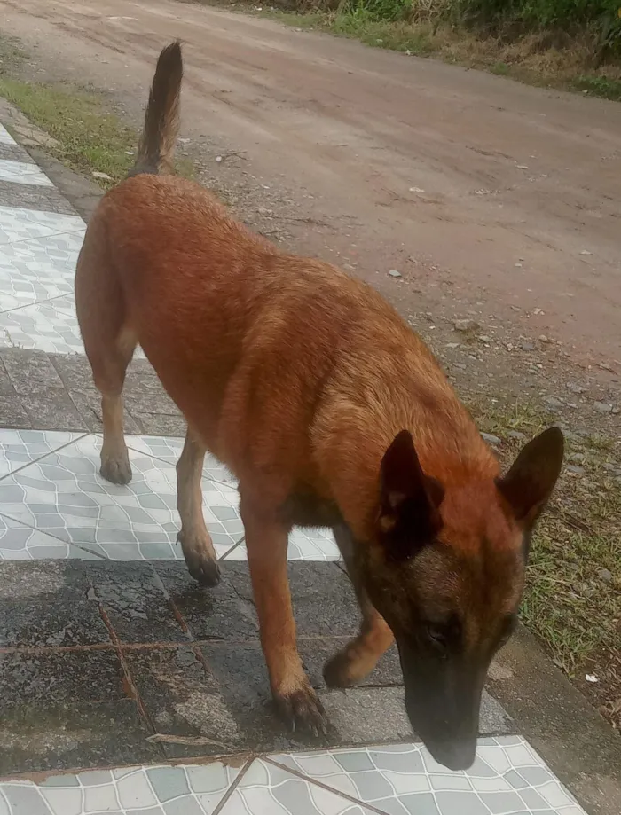Cachorro raça SRD-ViraLata idade 2 anos nome sem nome definido