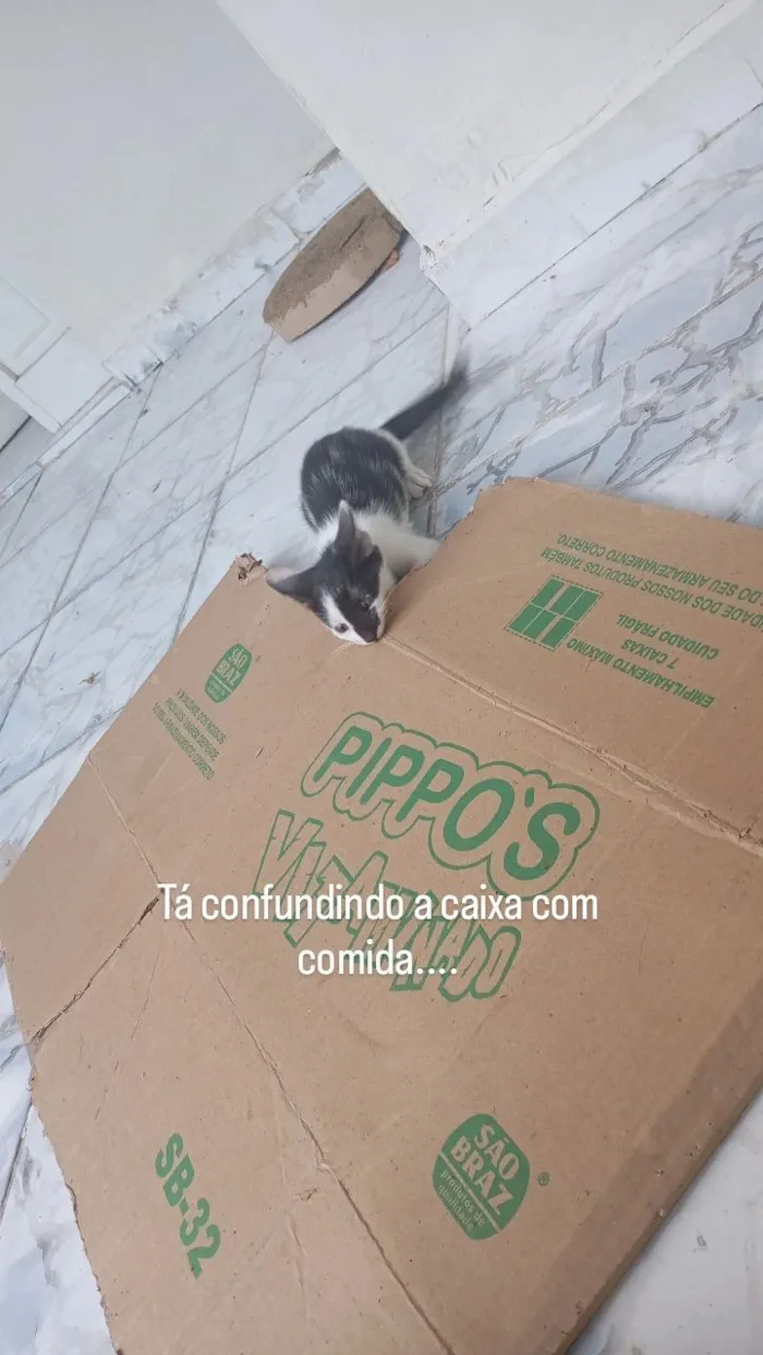Gato raça SRD-ViraLata idade 2 a 6 meses nome Frajola