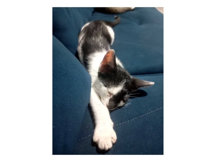 Gato raça SRD-ViraLata idade 2 a 6 meses nome Frajola