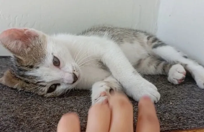 Gato raça SRD-ViraLata idade 2 a 6 meses nome Gamora