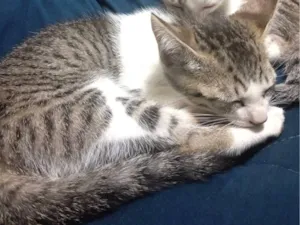 Gato raça SRD-ViraLata idade 2 a 6 meses nome Amora