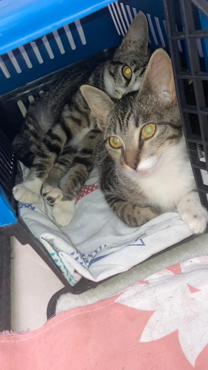 Gato raça SRD-ViraLata idade 2 a 6 meses nome Rajadinhas