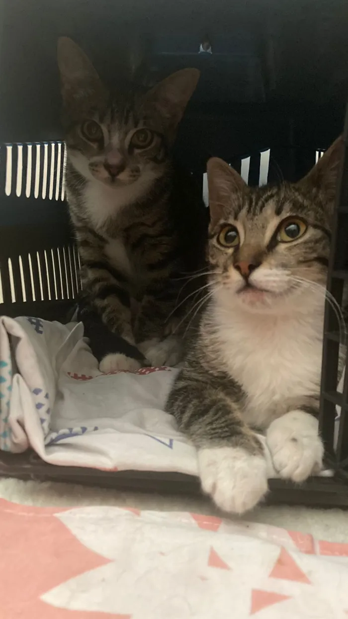 Gato raça SRD-ViraLata idade 2 a 6 meses nome Rajadinhas