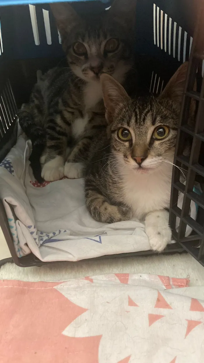 Gato raça SRD-ViraLata idade 2 a 6 meses nome Rajadinhas