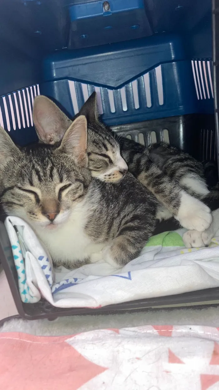 Gato raça SRD-ViraLata idade 2 a 6 meses nome Rajadinhas