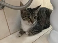 Gato raça SRD-ViraLata idade 2 a 6 meses nome Rajadinha 1