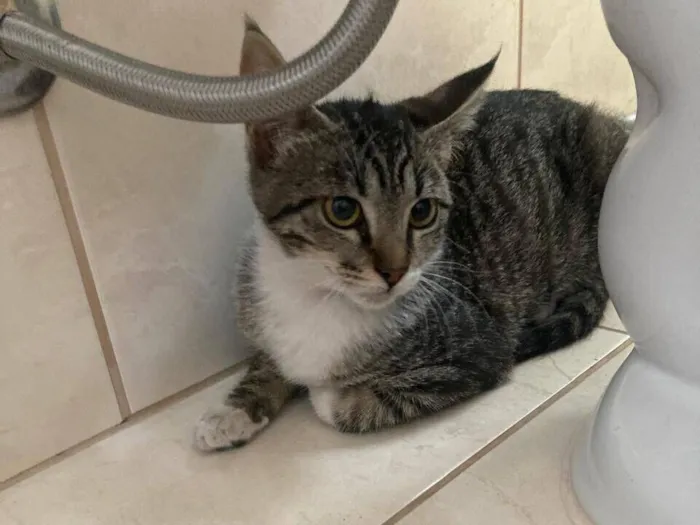 Gato raça SRD-ViraLata idade 2 a 6 meses nome Rajadinha 1