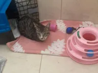 Gato raça SRD-ViraLata idade 2 a 6 meses nome Rajadinha 2