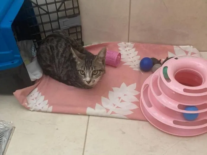 Gato raça SRD-ViraLata idade 2 a 6 meses nome Rajadinha 2