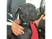 Cachorro raça SRD-ViraLata idade 2 a 6 meses nome Rex 