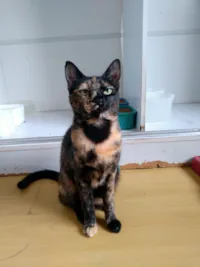 Gato raça SRD-ViraLata idade 3 anos nome Raquel 