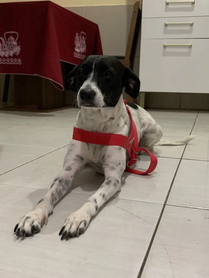 Cachorro raça SRD-ViraLata idade 2 anos nome Dayla