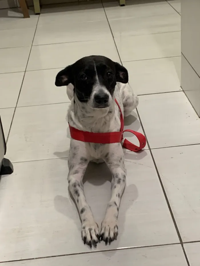 Cachorro raça SRD-ViraLata idade 2 anos nome Dayla