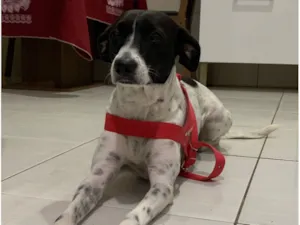 Cachorro raça SRD-ViraLata idade 2 anos nome Dayla