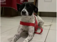 Cachorro raça SRD-ViraLata idade 2 anos nome Dayla