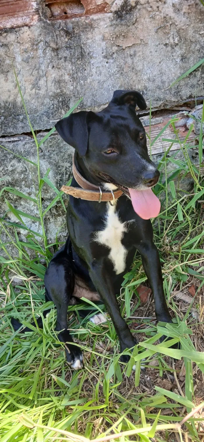 Cachorro raça Pit-Bull idade 2 anos nome Trem Bala 