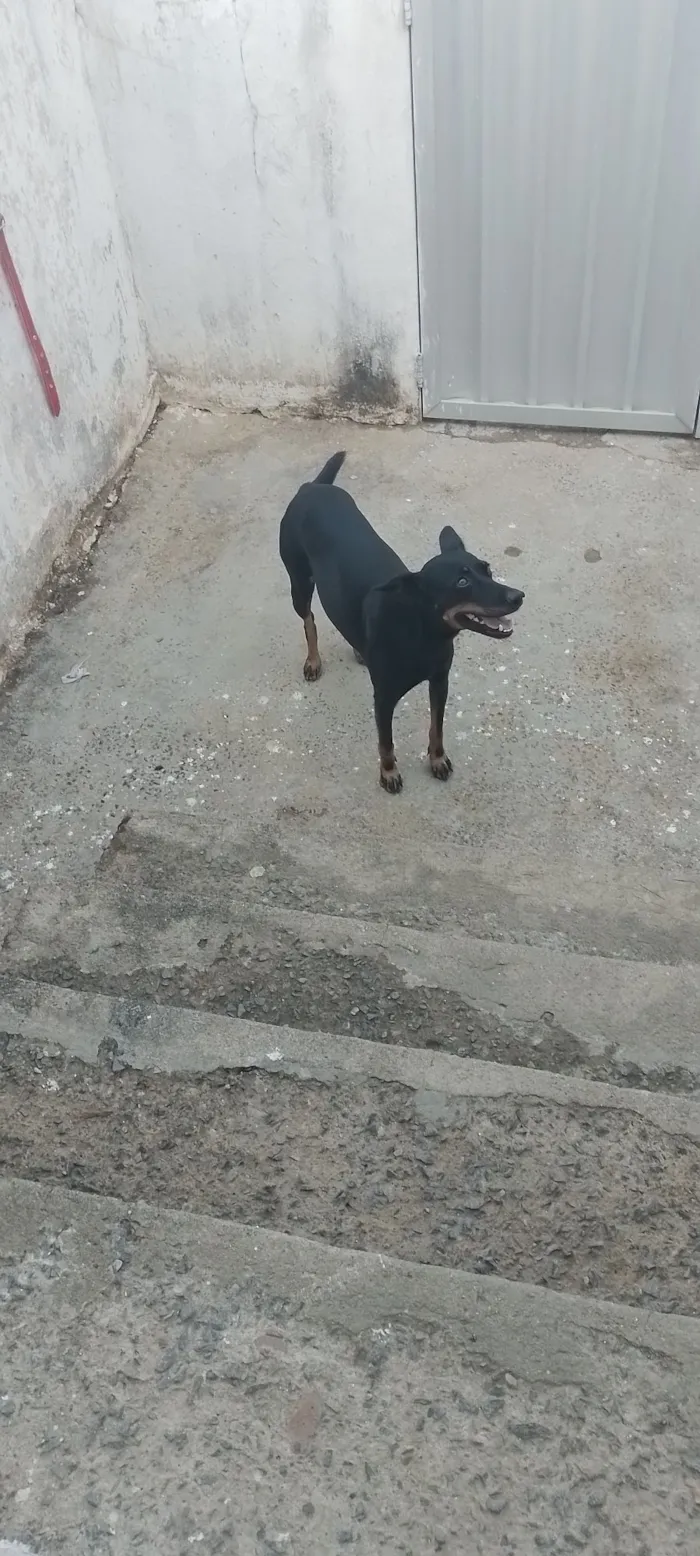 Cachorro raça SRD-ViraLata idade 3 anos nome Luna