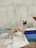 Cachorro raça SRD-ViraLata idade 7 a 11 meses nome Tuca