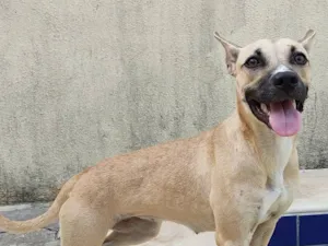Cachorro raça SRD-ViraLata idade 7 a 11 meses nome Tuca