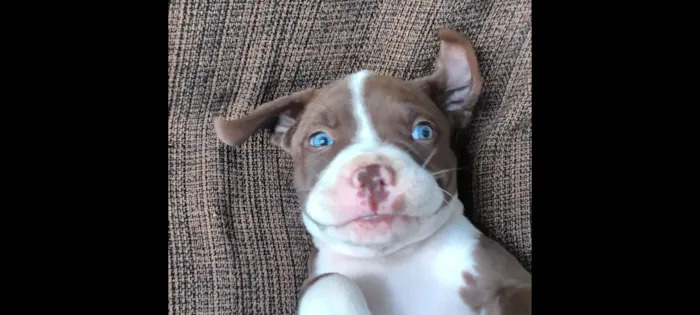 Cachorro raça Pit-Bull idade 2 a 6 meses nome Oblak