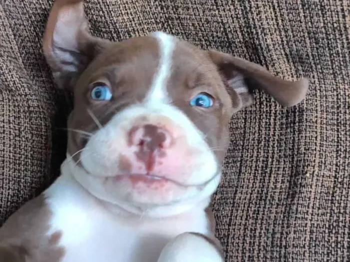 Cachorro raça Pit-Bull idade 2 a 6 meses nome Oblak