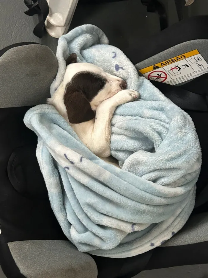 Cachorro raça SRD-ViraLata idade 2 a 6 meses nome Aurora