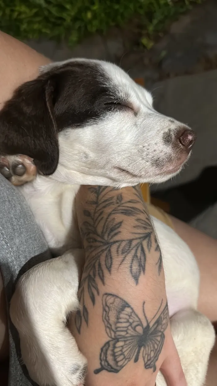 Cachorro raça SRD-ViraLata idade 2 a 6 meses nome Aurora