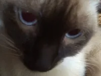 Gato raça Siamês idade 7 a 11 meses nome Chorão 