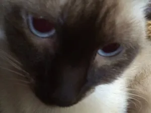 Gato raça Siamês idade 7 a 11 meses nome Chorão 