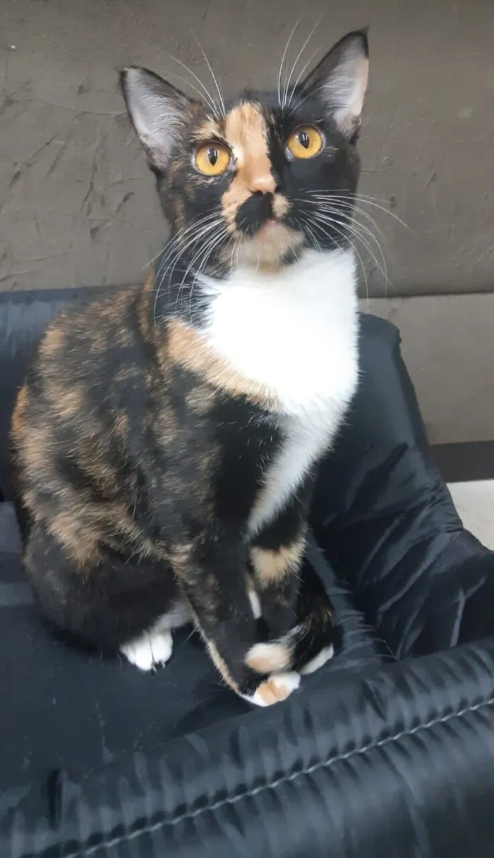 Gato raça SRD-ViraLata idade 5 anos nome Twix