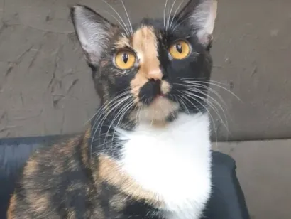 Gato raça SRD-ViraLata idade 5 anos nome Twix