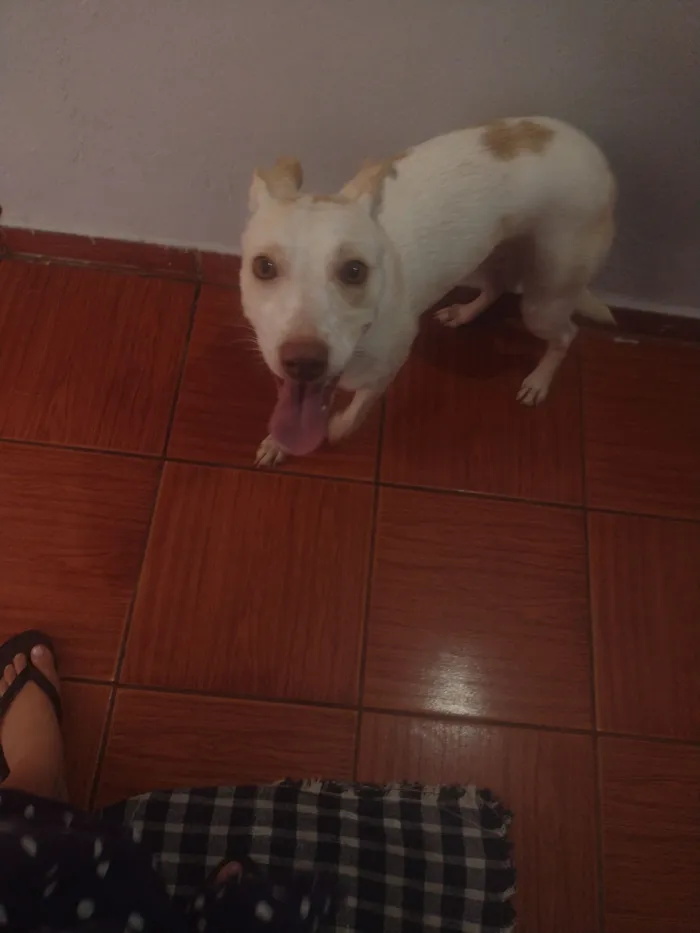 Cachorro raça SRD-ViraLata idade 1 ano nome Polenta 