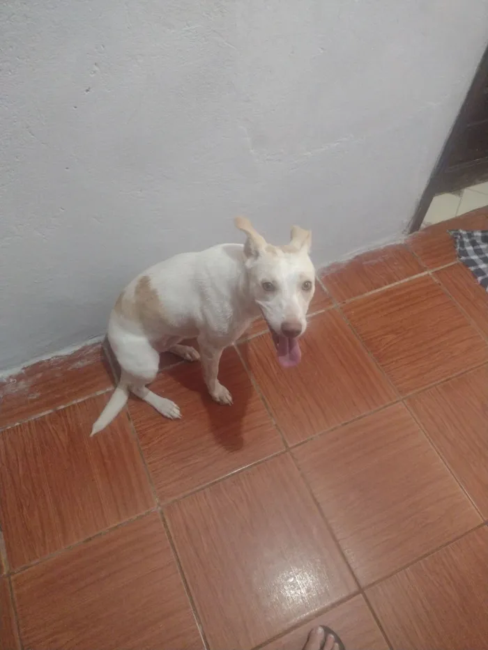 Cachorro raça SRD-ViraLata idade 1 ano nome Polenta 